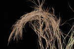 Whitehair rosette grass